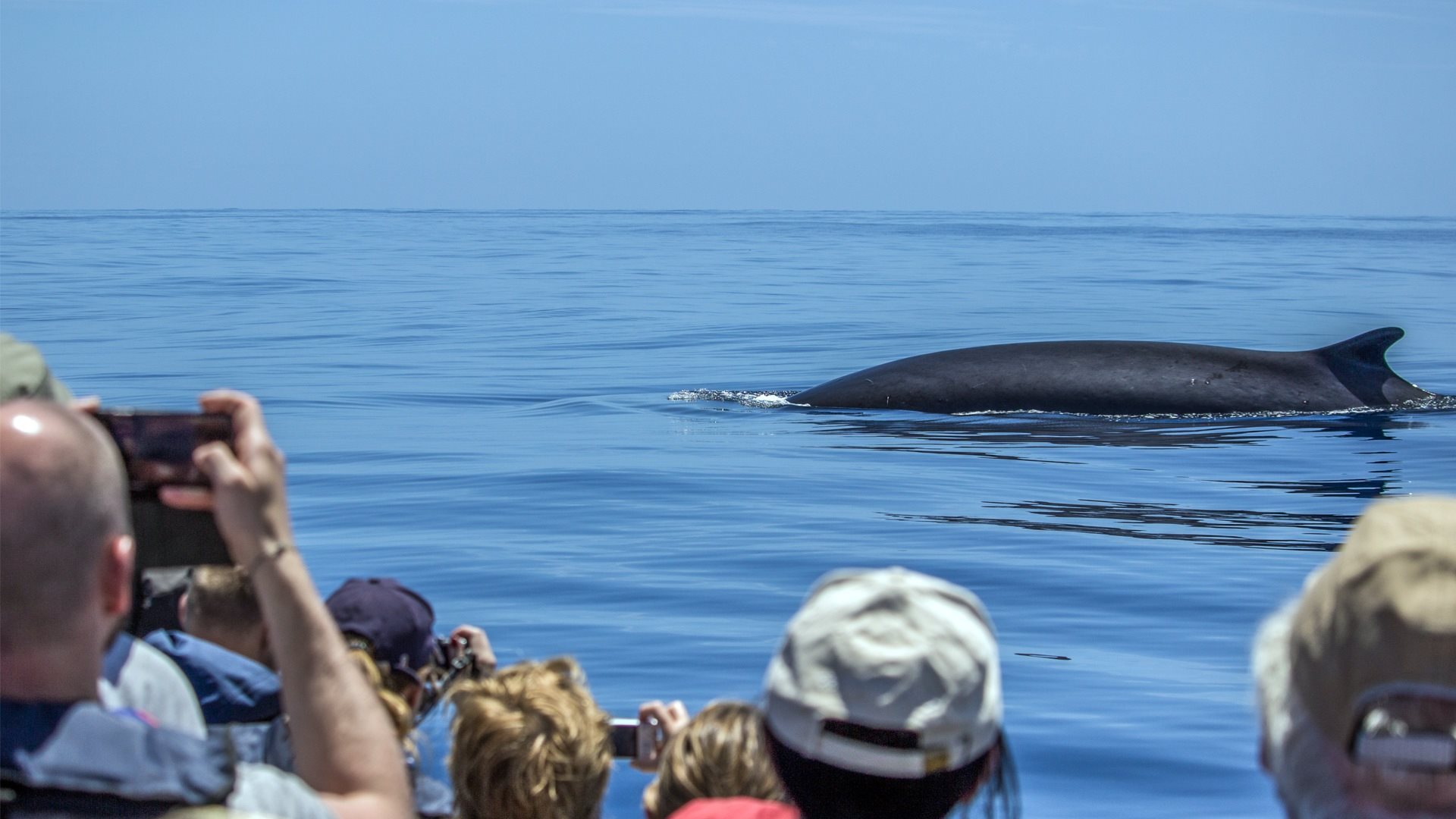 Whale Watching Terra Azul 9 - São Miguel Island