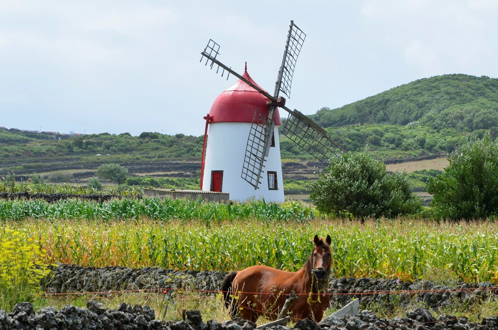 Windmill - Graciosa Island