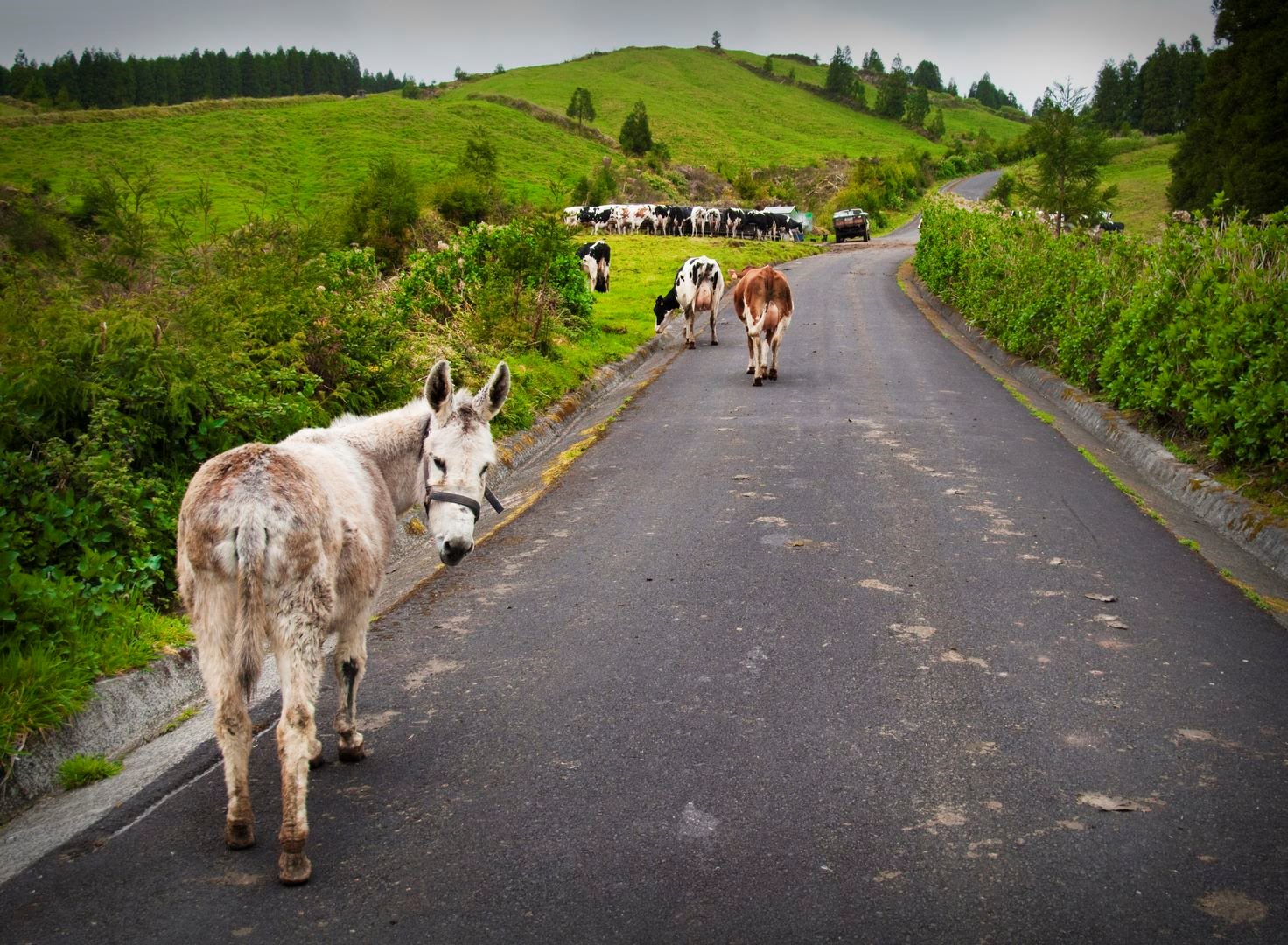 Donkey & Cows - Bike Tour - São Miguel Island