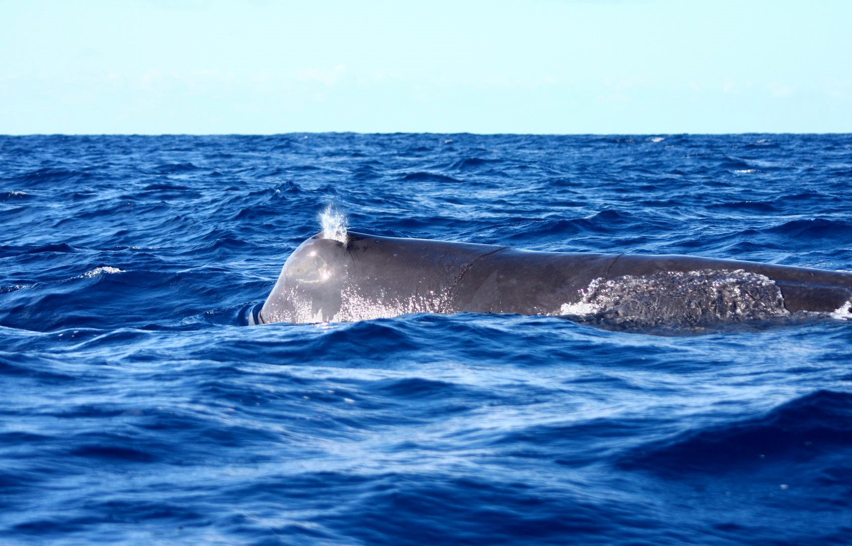 Whale Watching Terra Azul 10 - São Miguel Island