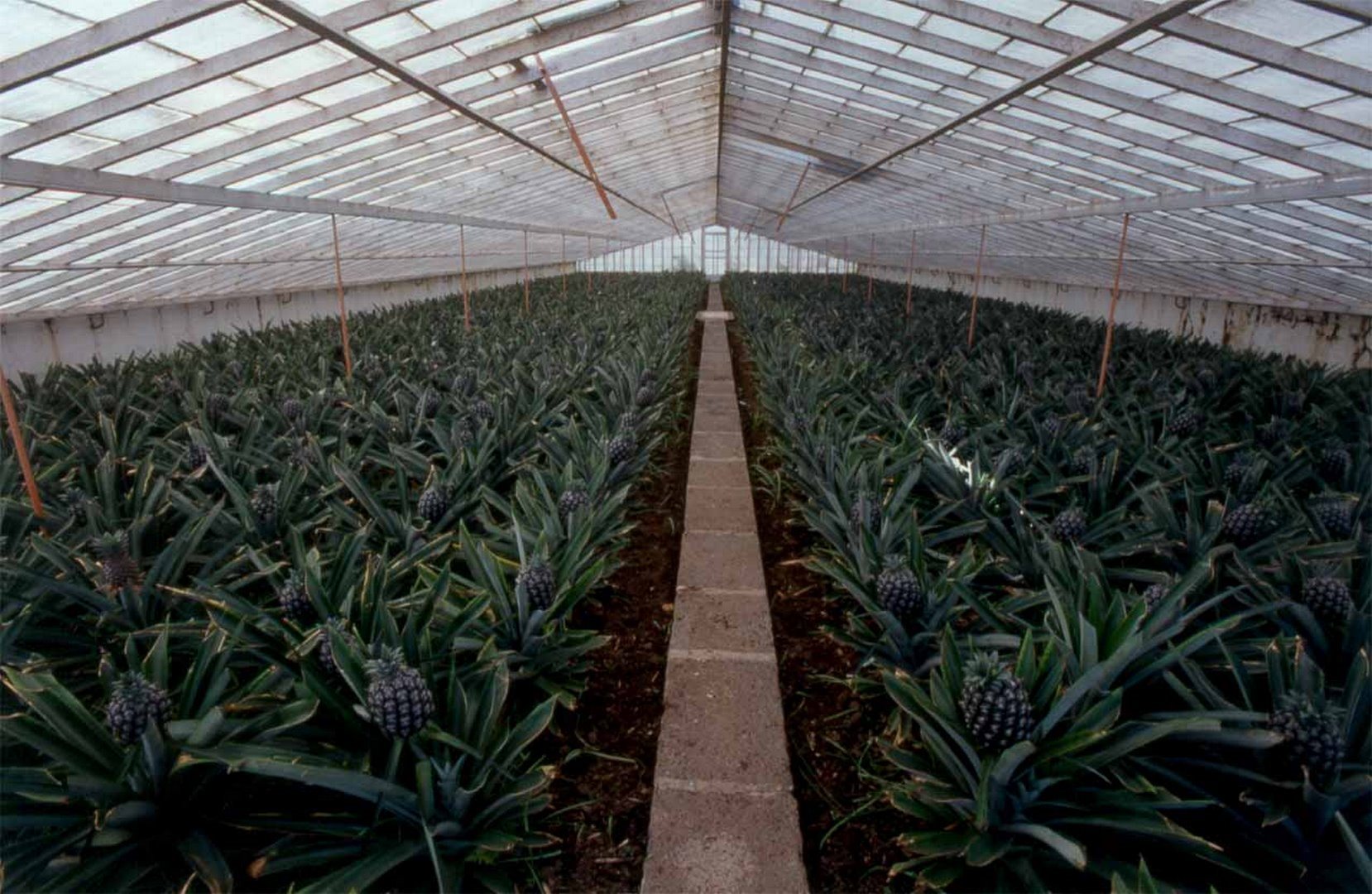 Pineapple Plantations 1 - São Miguel Island - edited