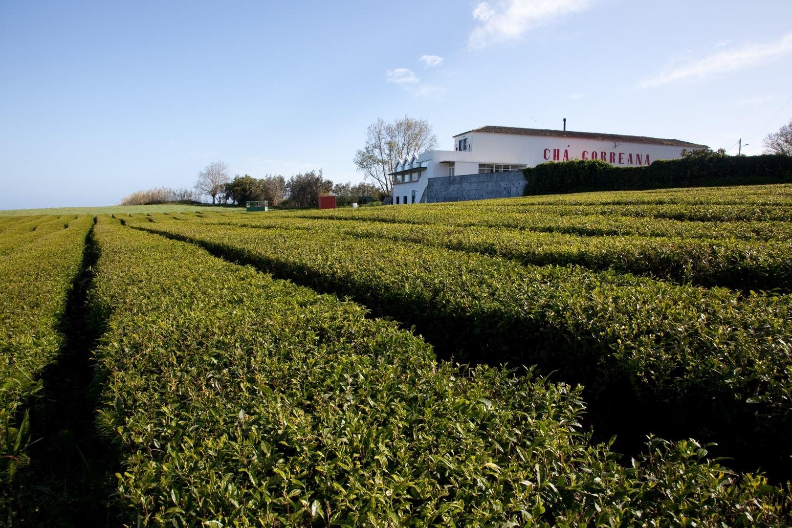 Gorreana Tea Factory 1 - São Miguel Island